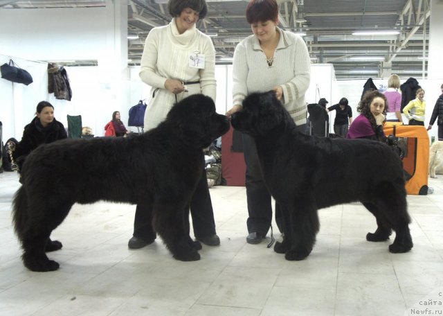 Фото: ньюфаундленд Smigar Gordon Fellow (Смигар Гордон-Феллоу), ньюфаундленд Smigar Galaxsy Shall Win (Смигар Галакси Шелл Вин)