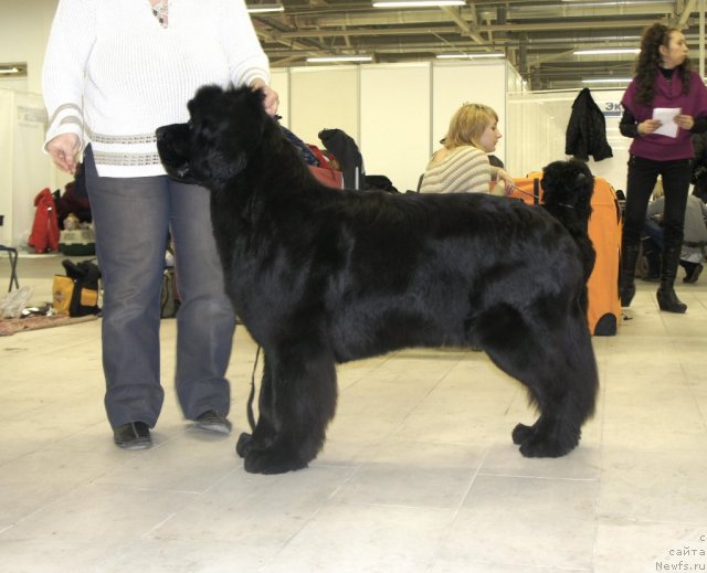 Фото: ньюфаундленд Smigar Galaxsy Shall Win (Смигар Галакси Шелл Вин)