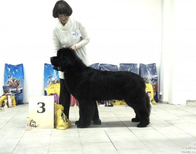 Фотография № 87631