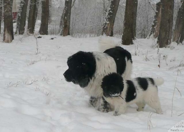Фото: ньюфаундленд Plyushevaya Panda La Bella (Плюшевая Панда Ла Белла), ньюфаундленд Super Bizon Argo (Супер Бизон Арго)