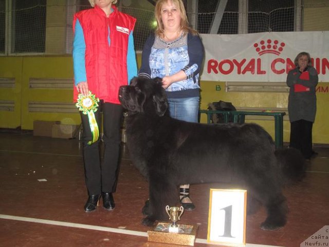 Фото: ньюфаундленд Akvatoriya Kelvin Oushen Drim (Акватория Келвин Оушен Дрим)