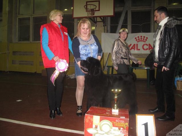 Фото: ньюфаундленд Akvatoriya Kelvin Oushen Drim (Акватория Келвин Оушен Дрим)