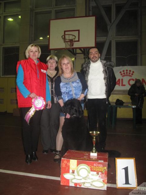 Фото: ньюфаундленд Akvatoriya Kelvin Oushen Drim (Акватория Келвин Оушен Дрим)