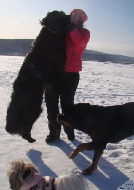 Фото: ньюфаундленд Super Bizon Deka (Супер Бизон Дека), Alyona SCHelkonogova (Алёна Щелконогова)