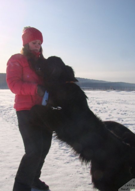 Фото: ньюфаундленд Super Bizon Deka (Супер Бизон Дека), Alyona SCHelkonogova (Алёна Щелконогова)