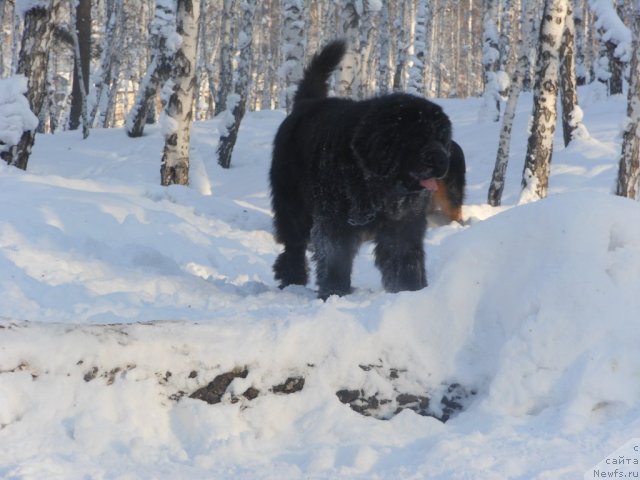 Фото: ньюфаундленд Blyek Daymond iz Arkaima (Блэк Даймонд из Аркаима)