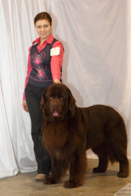 Фото: ньюфаундленд Lesnaja Skazka Korolevskiy Medved (Лесная Сказка Королевский Медведь), Svetlana Samarceva (Светлана Самарцева)