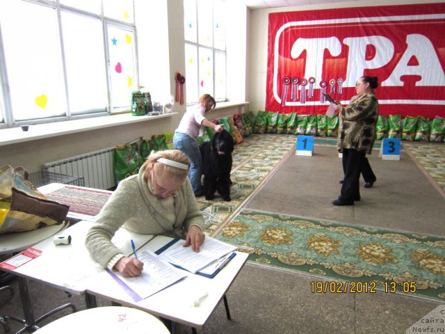 Фото: ньюфаундленд Very Fairweathers X'Got The Rhythm