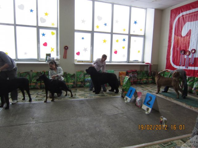 Фото: ньюфаундленд Very Fairweathers X'Got The Rhythm