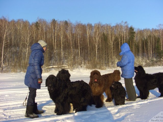 Фото: ньюфаундленд Baryishnya (Барышня), ньюфаундленд Barhatka Roskoshnaya (Бархатка Роскошная), ньюфаундленд Akin Soul Sofiya (Акин Соул София), ньюфаундленд Lesnaya Skazka Lunnaya Sonata (Лесная Сказка Лунная Соната)