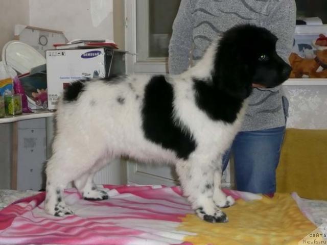 Фото: ньюфаундленд Plyushevaya Panda La Bella (Плюшевая Панда Ла Белла)