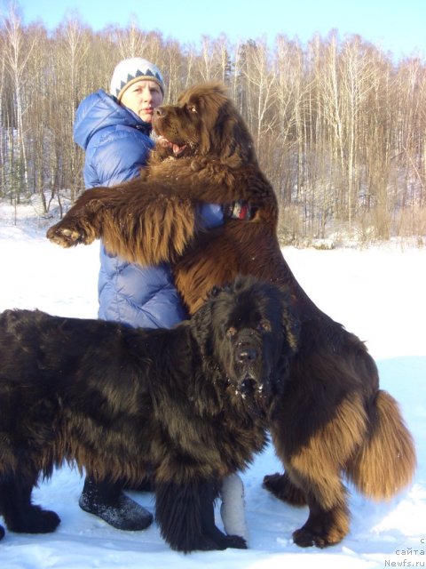 Фото: ньюфаундленд Barhatka Roskoshnaya (Бархатка Роскошная), ньюфаундленд Akin Soul Sofiya (Акин Соул София), Svetlana Permyakova (Светлана Пермякова)