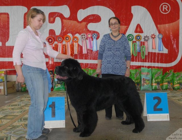 Фото: ньюфаундленд Very Fairweathers X'Got The Rhythm