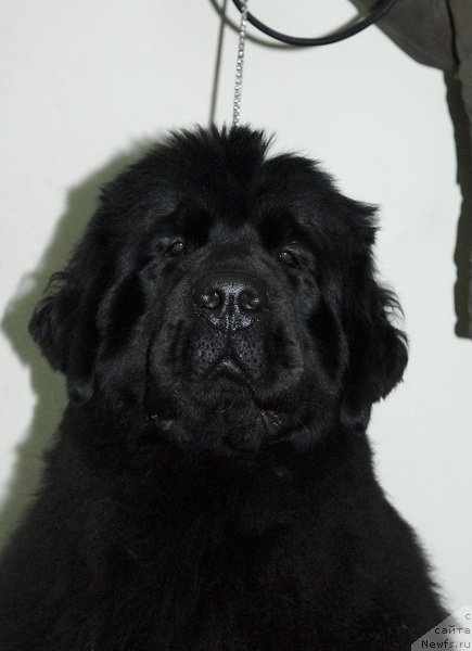 Фото: ньюфаундленд Sent Djons Heppi tu Dey (Сент Джонс Хеппи ту Дей)