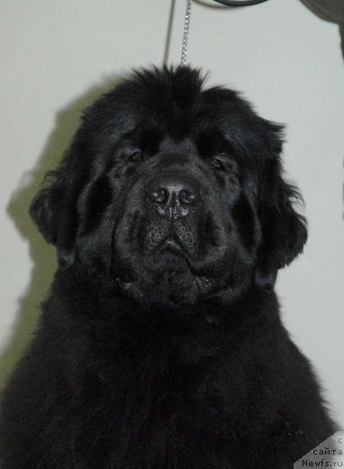 Фотография № 87699