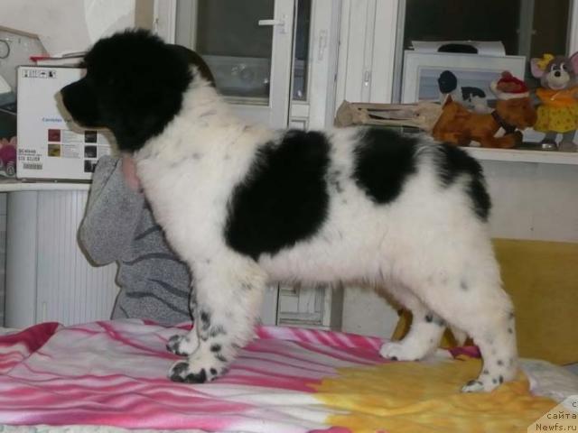 Фото: ньюфаундленд Plyushevaya Panda La Bella (Плюшевая Панда Ла Белла)