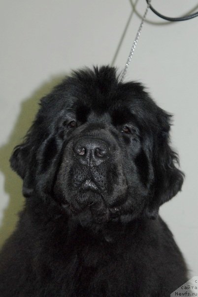 Фотография № 87700