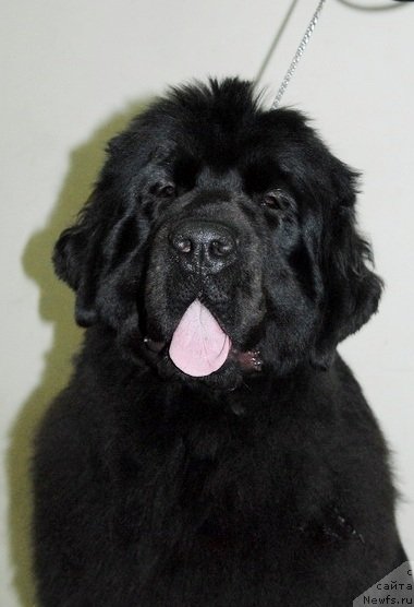 Фото: ньюфаундленд Sent Djons Heppi tu Dey (Сент Джонс Хеппи ту Дей)