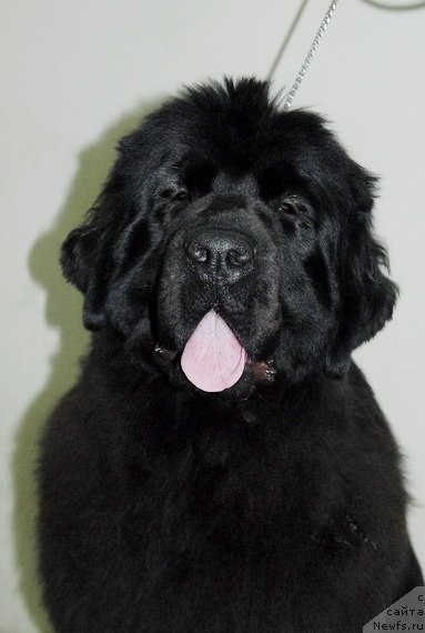 Фото: ньюфаундленд Sent Djons Heppi tu Dey (Сент Джонс Хеппи ту Дей)