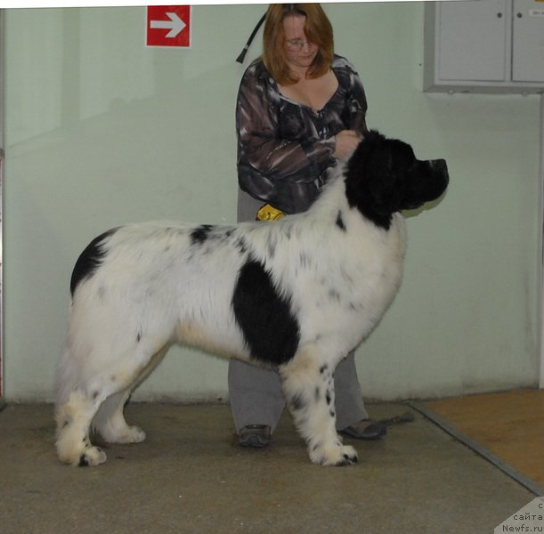 Фото: ньюфаундленд Fenix du Puy de Vendegre