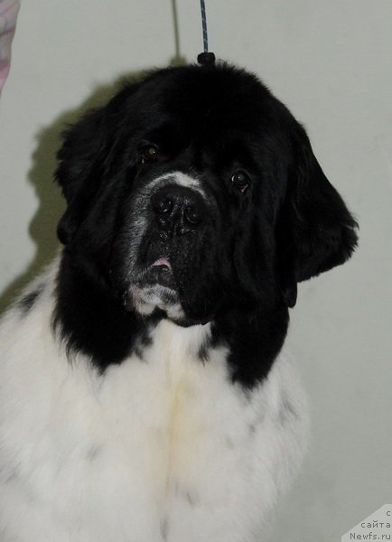 Фото: ньюфаундленд Fenix du Puy de Vendegre