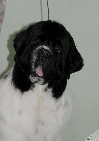 Фото: ньюфаундленд Fenix du Puy de Vendegre