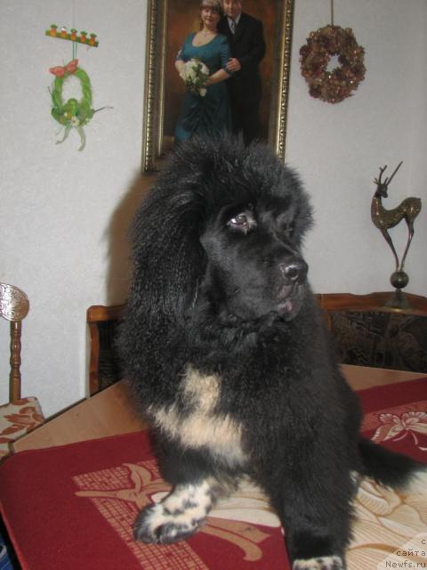 Фото: ньюфаундленд Robertino Roskoshny Malchishka Otargo Ayutka (Робертино Раскошный Мальчишка Отарго Аютка)