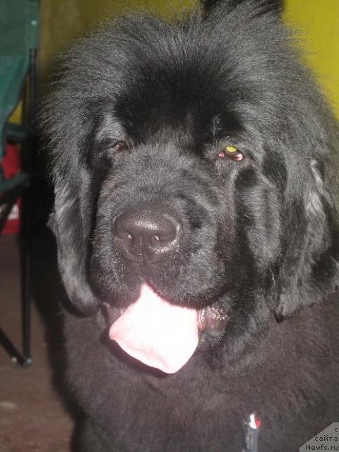 Фото: ньюфаундленд Akvatoriya Kelvin Oushen Drim (Акватория Келвин Оушен Дрим)