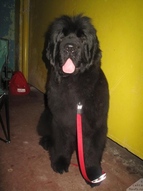 Фото: ньюфаундленд Akvatoriya Kelvin Oushen Drim (Акватория Келвин Оушен Дрим)