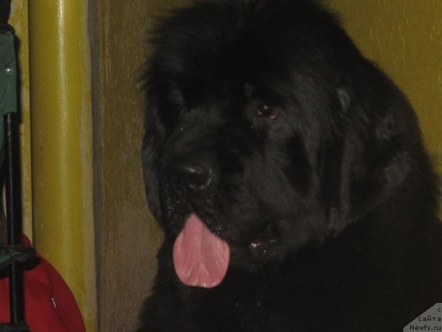 Фото: ньюфаундленд Akvatoriya Kelvin Oushen Drim (Акватория Келвин Оушен Дрим)