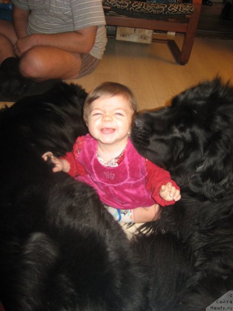 Фото: Справа налево:[d7296:Балуша], Саманта, ньюфаундленд Barbara CHernyiy Bril'yant (Барбара Черный Брильянт)