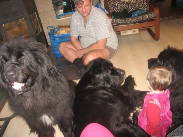 Фото: Evgeniy Kurpas (Евгений Курпас), слева направо: Боняша, ньюфаундленд Barbara CHernyiy Bril'yant (Барбара Черный Брильянт), Саманта[d7296:Балуша]
