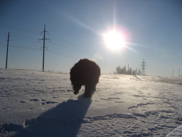 Фото: ньюфаундленд Balustar de Mantal'chino (Балустар де Мантальчино)