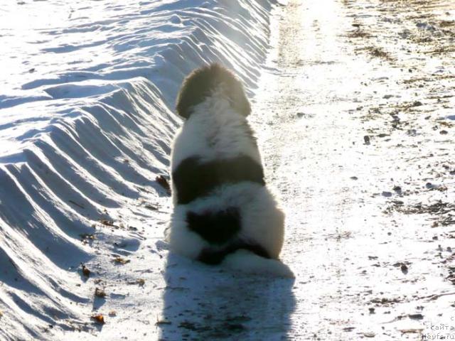 Фото: ньюфаундленд Plyushevaya Panda La Bella (Плюшевая Панда Ла Белла)