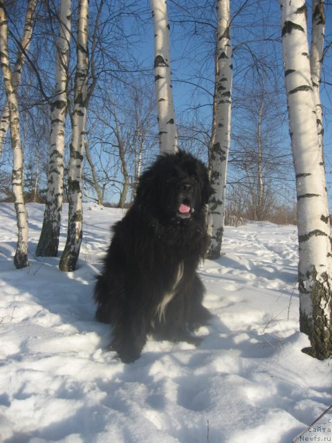 Фото: ньюфаундленд Balustar de Mantal'chino (Балустар де Мантальчино)