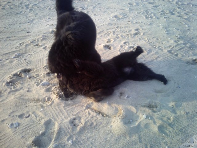 Фото: ньюфаундленд Sent Djons SHarlotta (Сент Джонс Шарлотта), ньюфаундленд Nessi Blyek s  Lesnoy Zaimki (Несси Блэк с  Лесной Заимки)