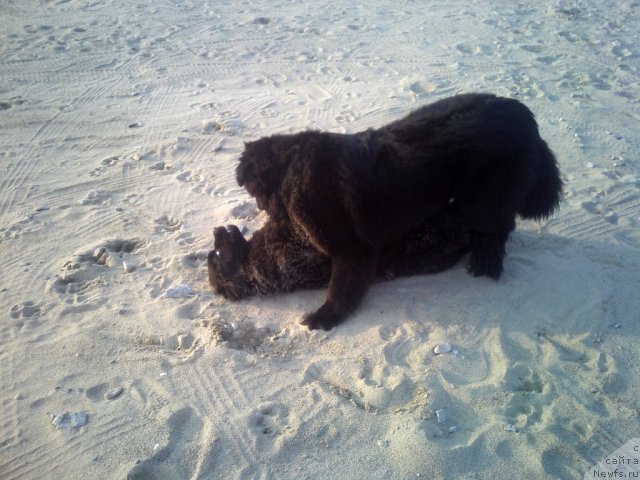 Фото: ньюфаундленд Sent Djons SHarlotta (Сент Джонс Шарлотта), ньюфаундленд Nessi Blyek s  Lesnoy Zaimki (Несси Блэк с  Лесной Заимки)