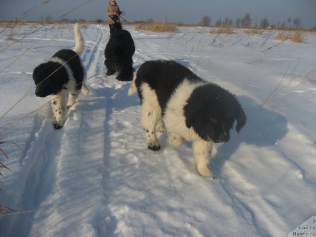 Фото: ньюфаундленд B'yanka Sed'moe CHudo Sveta (Бьянка Седьмое Чудо Света), Elena Mironova (Елена Миронова), ньюфаундленд Raffayela Stil'naya Koketka (Раффаэла Стильная Кокетка), ньюфаундленд Rikkardo Hranitel' Dushi (Риккардо Хранитель Души)