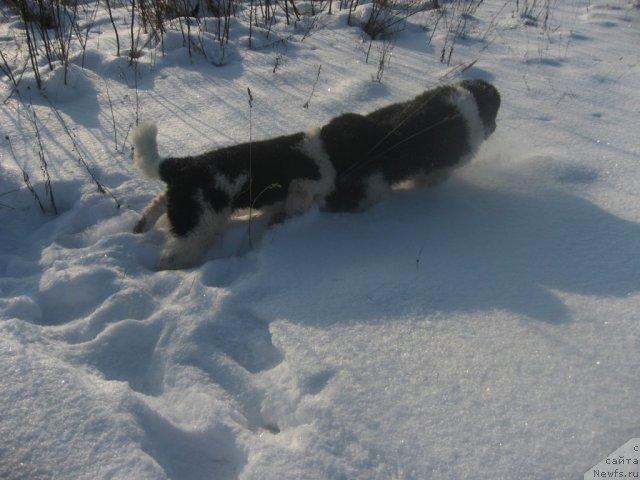 Фото: ньюфаундленд Raffayela Stil'naya Koketka (Раффаэла Стильная Кокетка), ньюфаундленд Rikkardo Hranitel' Dushi (Риккардо Хранитель Души)