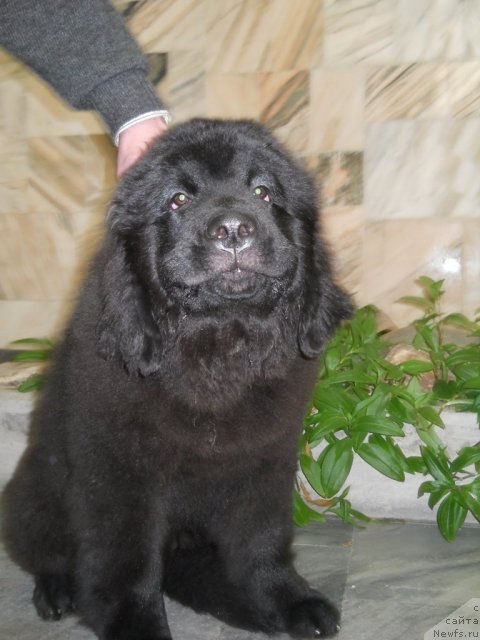 Фотография № 87744