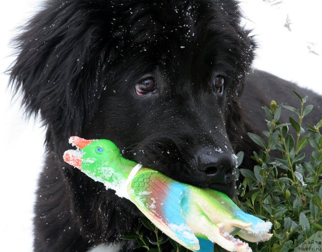 Фото: Jetem Fiona Armani