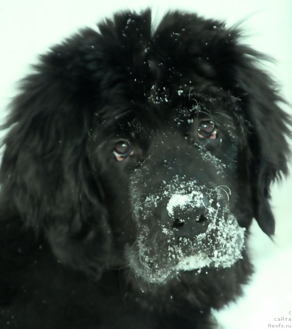 Фотография № 87747