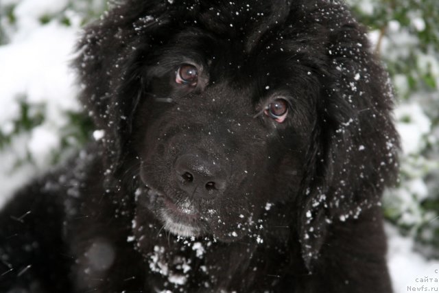 Фотография № 87748