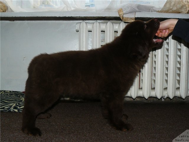 Фотография № 87750