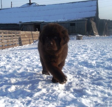 Фото: ньюфаундленд N'yufot Prim Rouz (Ньюфот Прим Роуз)