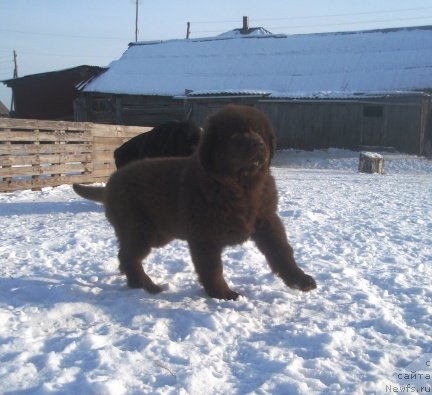 Фото: ньюфаундленд N'yufot Prim Rouz (Ньюфот Прим Роуз)