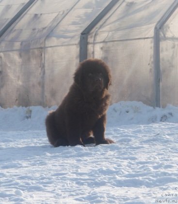 Фото: ньюфаундленд N'yufot Prim Rouz (Ньюфот Прим Роуз)
