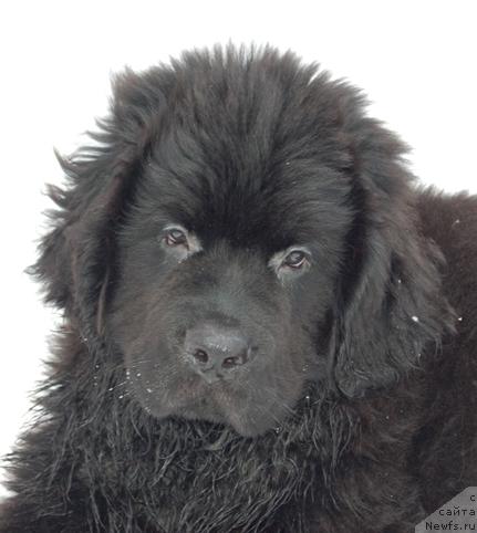 Фото: ньюфаундленд Sent Djons Orfey (Сент Джонс Орфей)