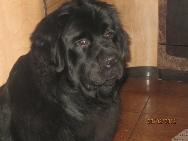 Фото: ЧАРЛИ!