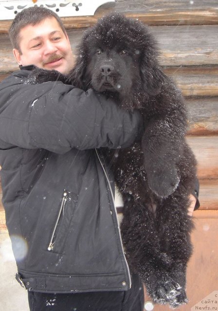 Фото: Dar Svezy Basket of Roses_3мес